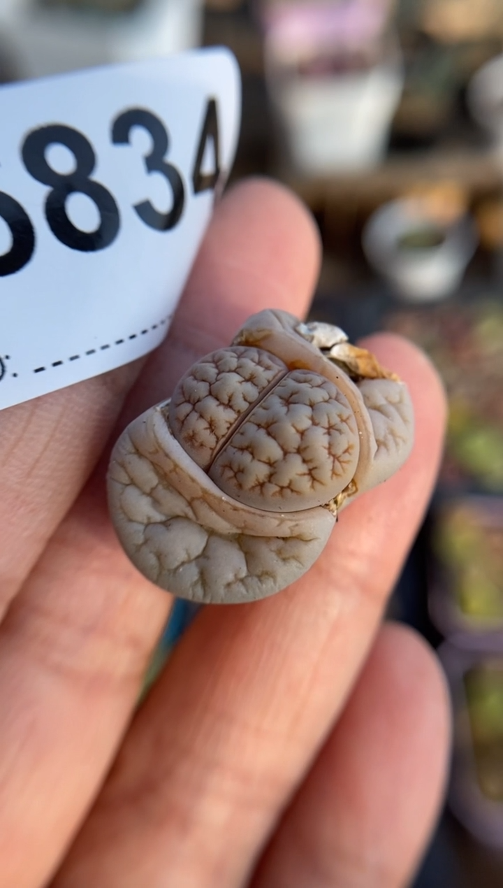 【闪购商品】5834直播一物一拍