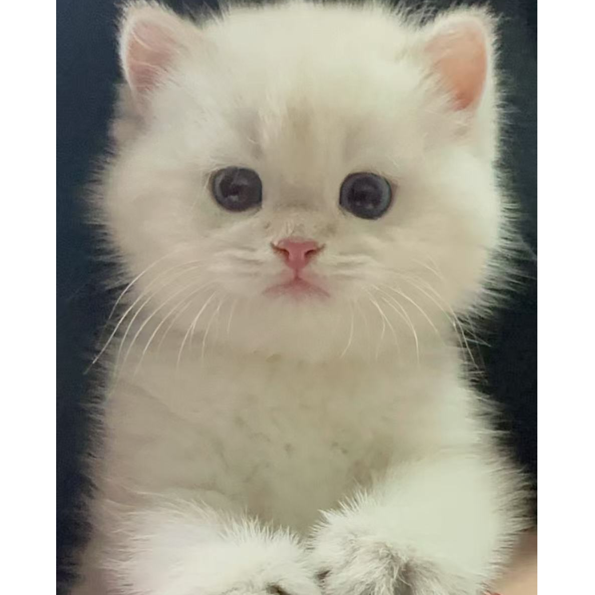 宠食扛把子专属弗家改价链接猫咪主食