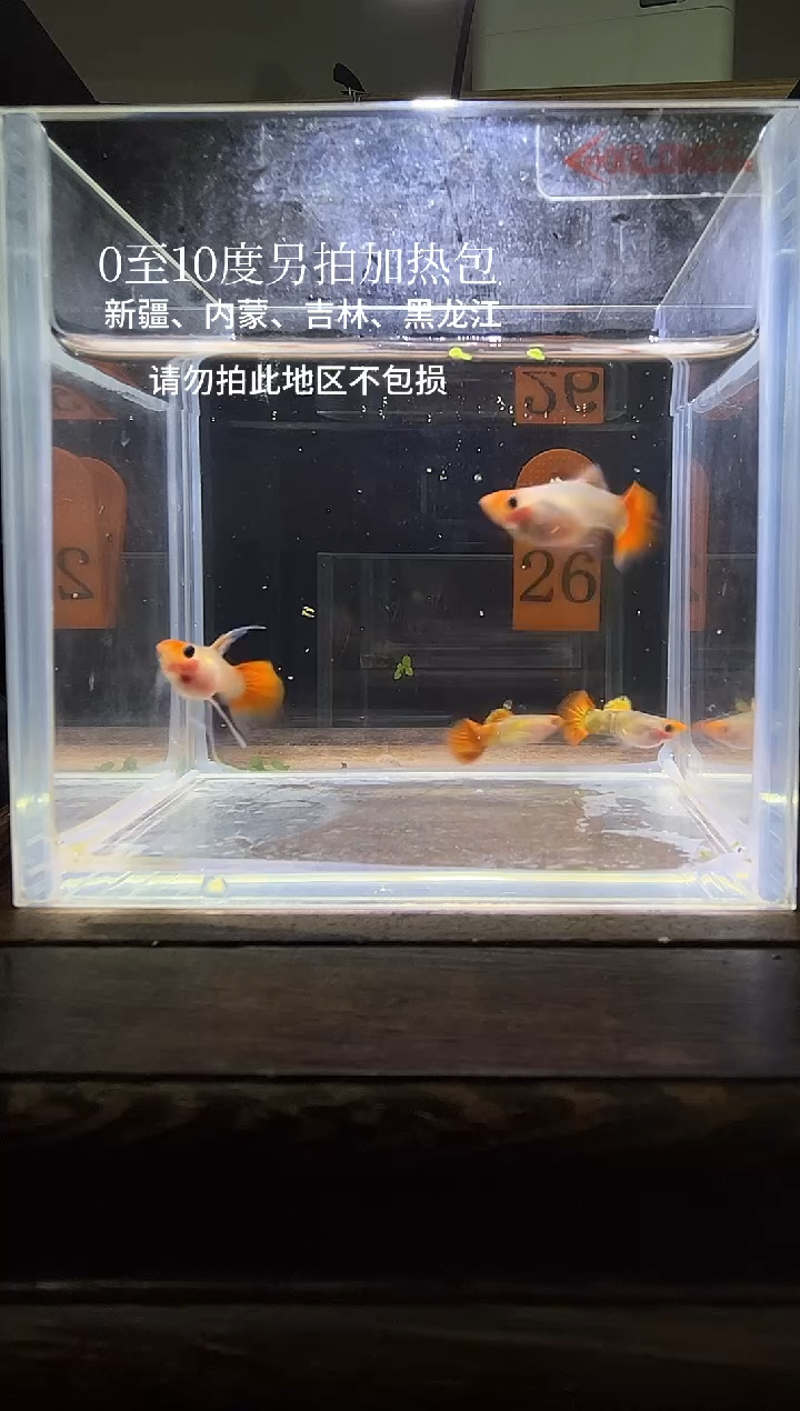 孔雀鱼虎斑玻璃猫c编号26