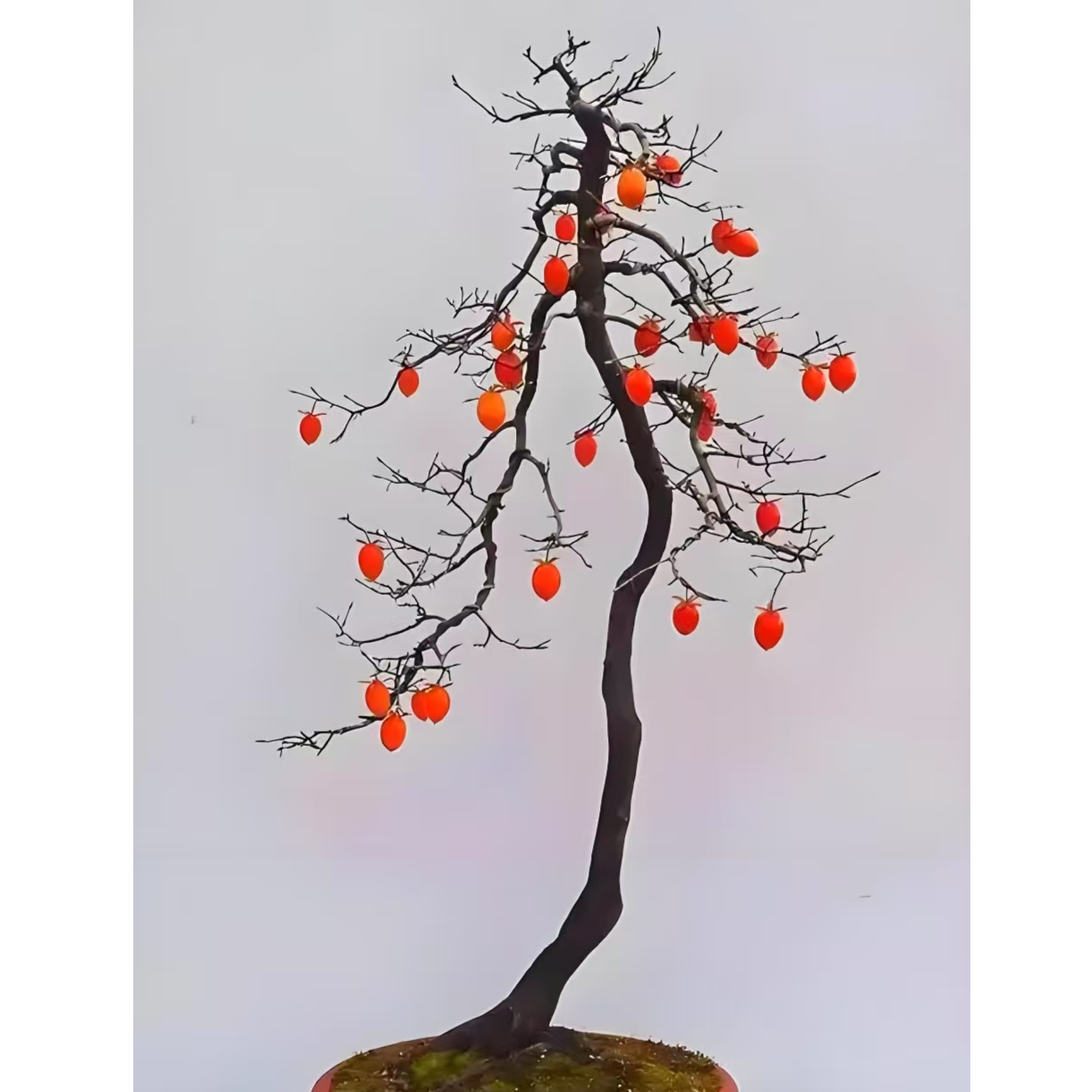 老鸦柿 原生桩 一物一拍