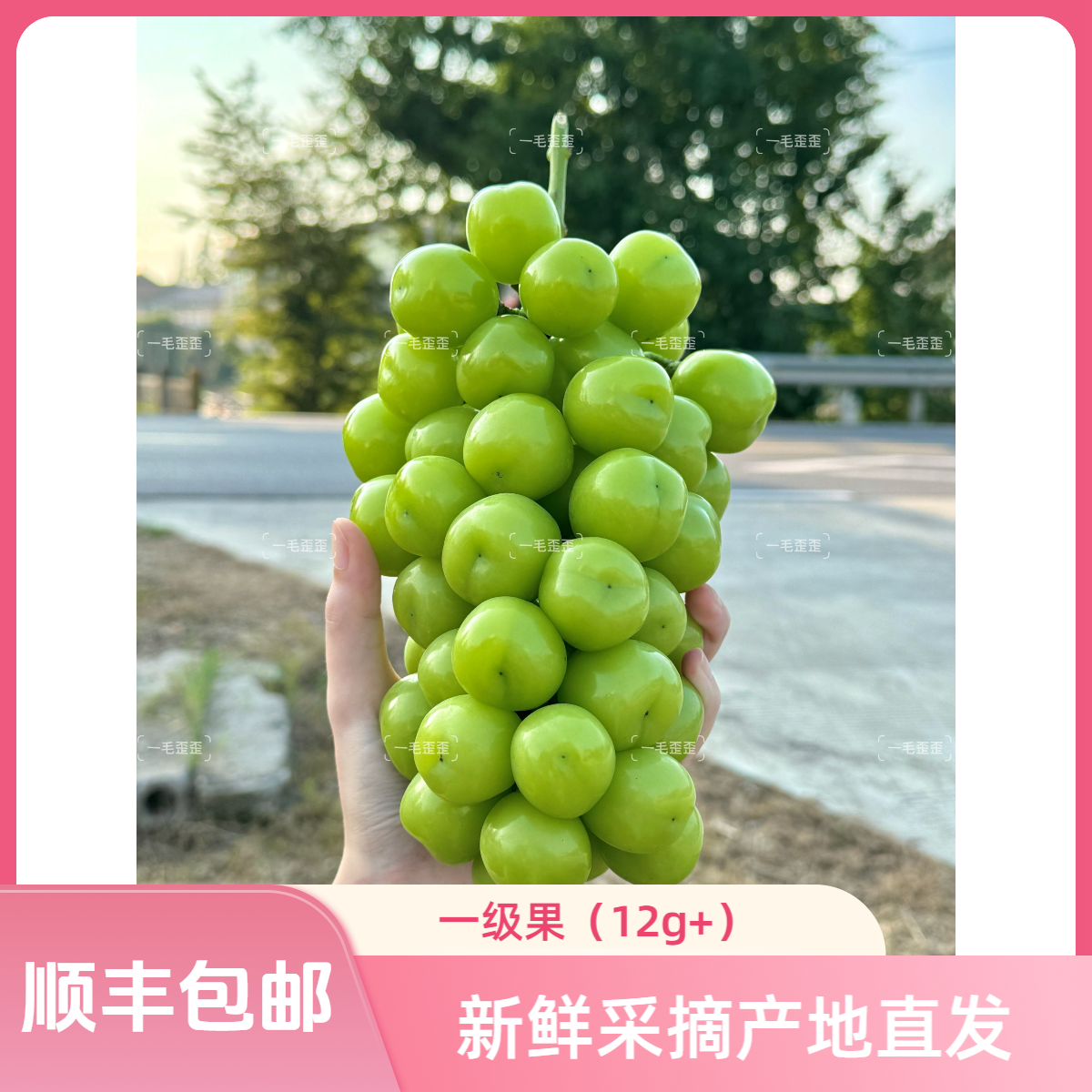 【顺丰包邮】正宗阳光玫瑰脆甜葡萄果王现摘现发新鲜香甜脆爽爆汁