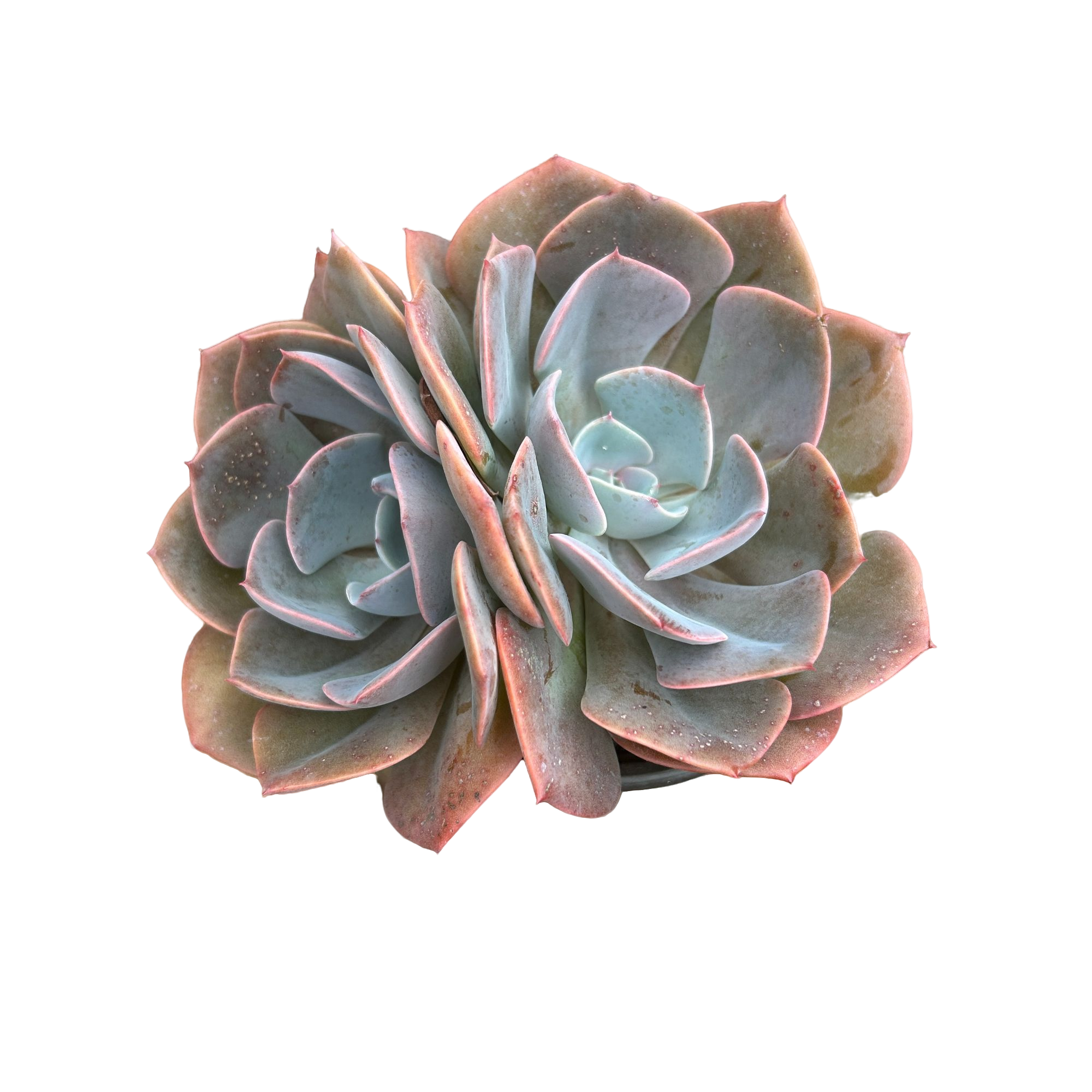 尘埃玫瑰 多肉植物（满15包邮 直播间展示为准）