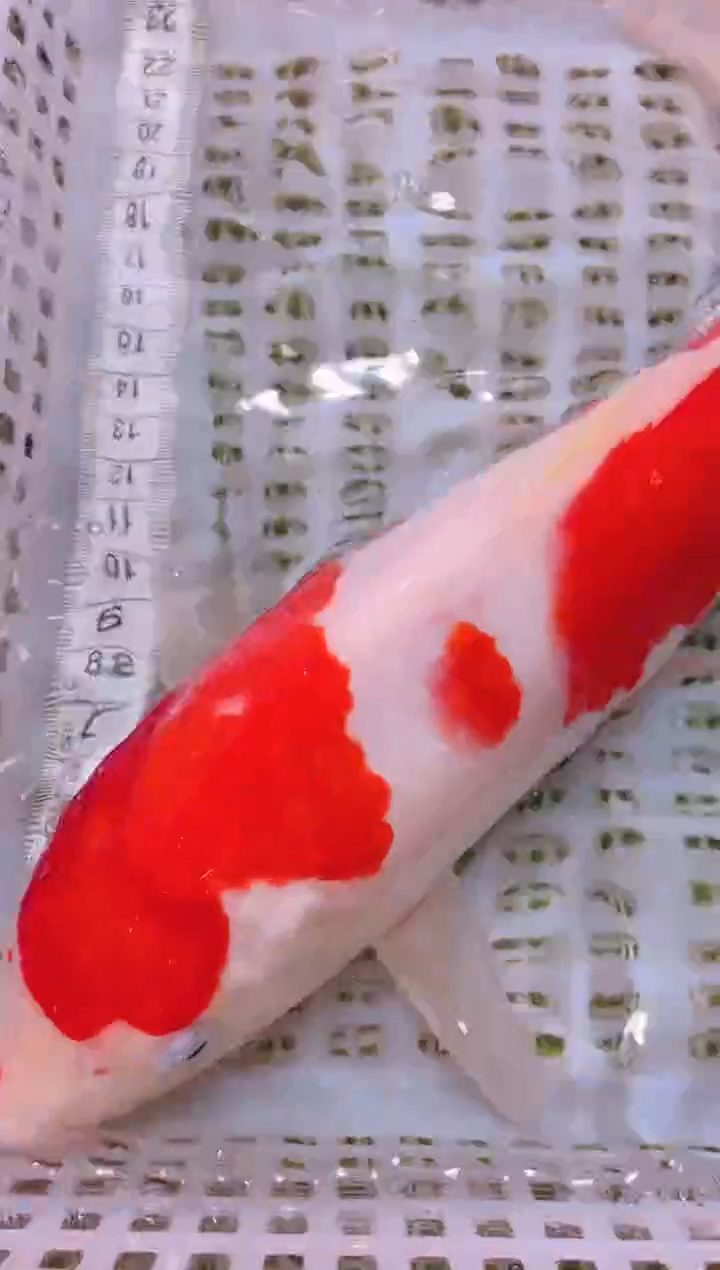 锦鲤冷水观赏鱼全场包邮117