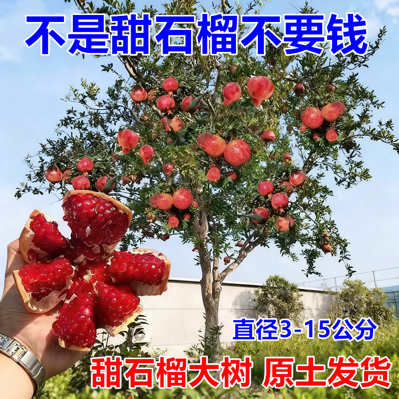 特大石榴树树苗突尼斯软籽地栽庭院果树黑子无籽甜石榴大树带土球商品图