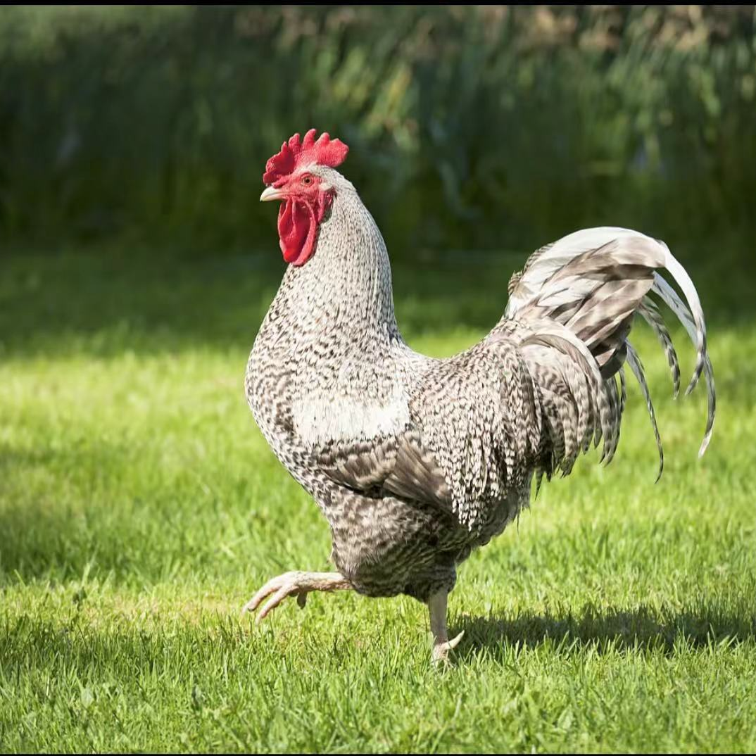 芦花鸡  汤鲜味美  肉质紧实 京东发货