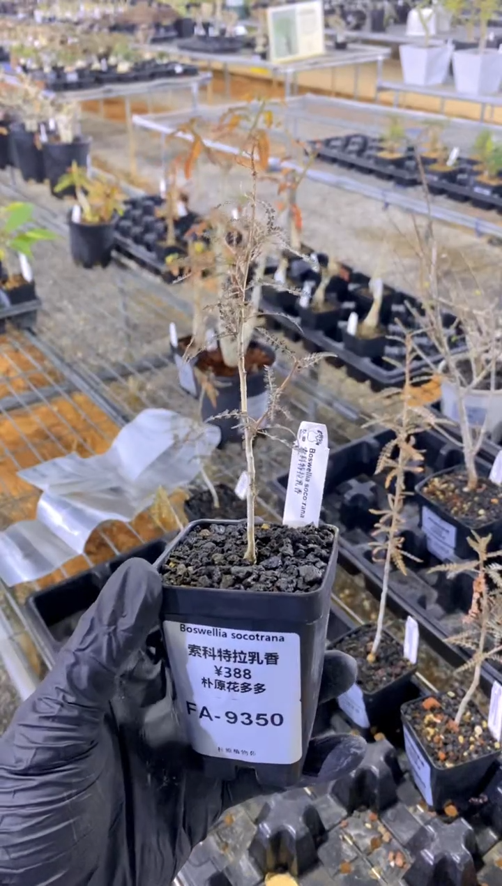 【闪购商品】索科特拉乳香FA-9350