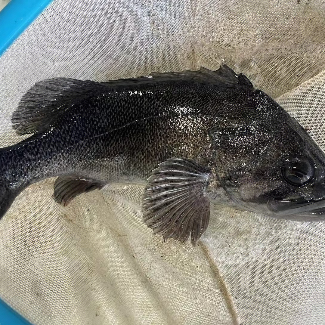 码头鲜活黑头鱼78元/条