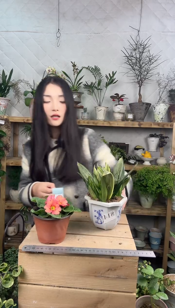 无花朵灰特尼育苗盆814