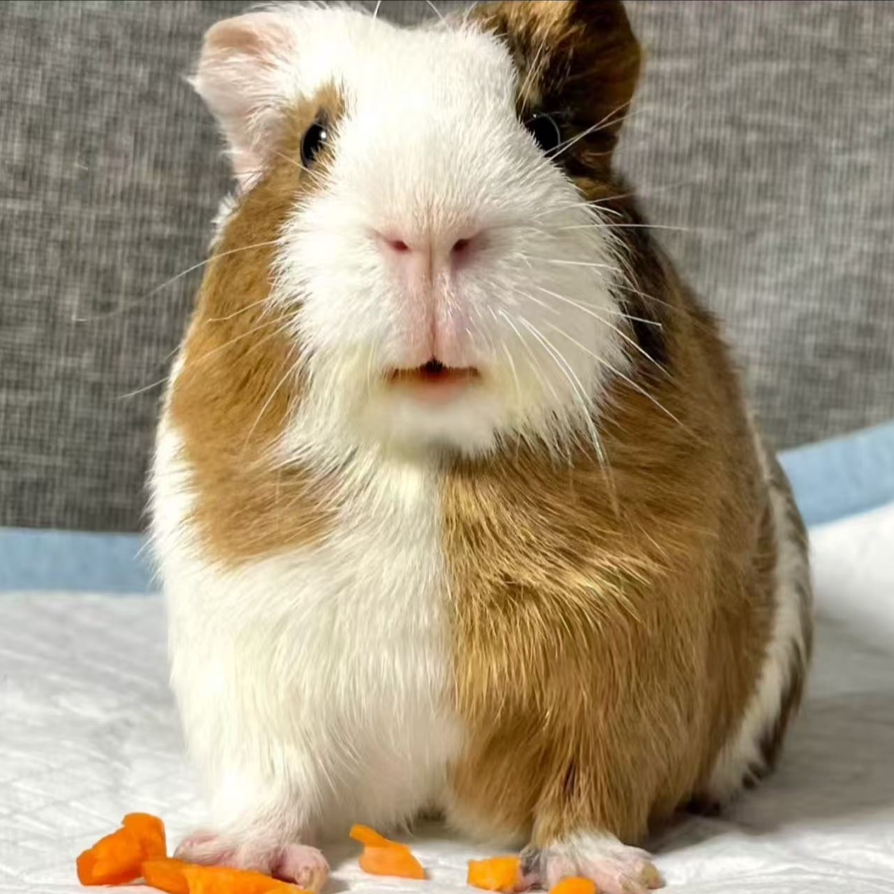 【发申通快递】荷兰猪豚鼠活体幼崽自家繁殖活泼健康适合家养小宠物