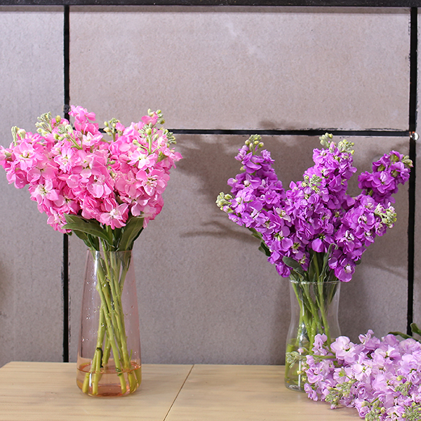 【福利专享】紫罗兰5支紫罗兰50厘米