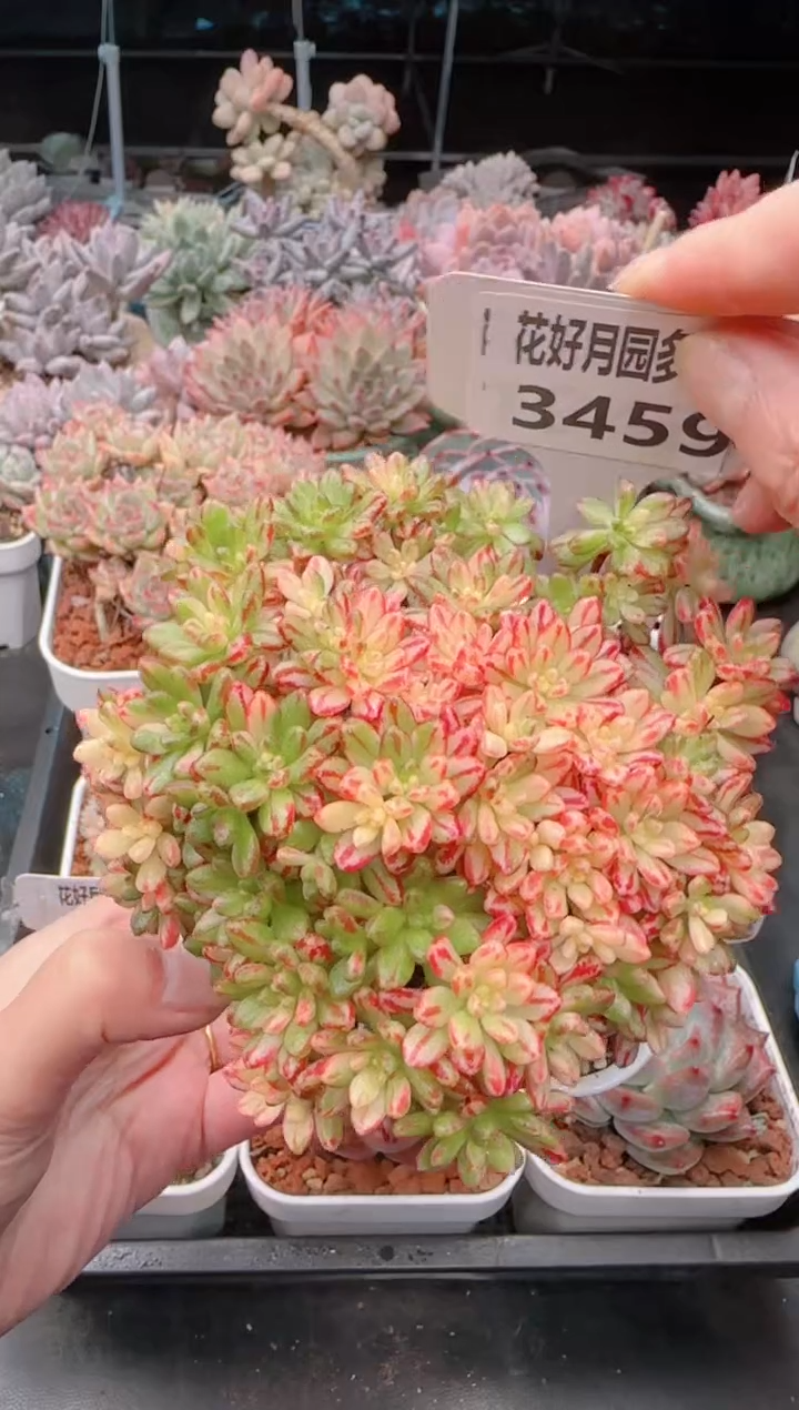 【闪购商品】3459小人祭锦