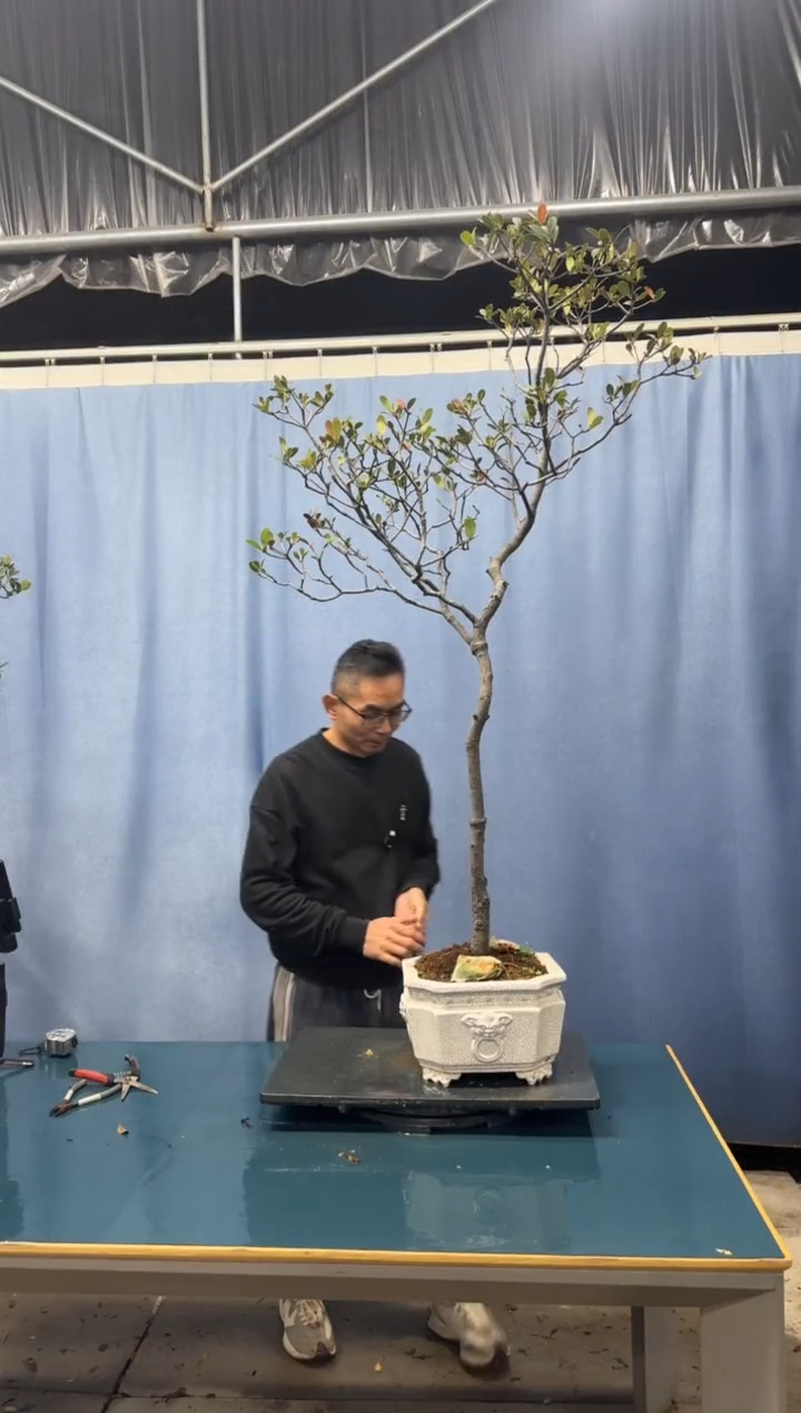 【闪购商品】盆景春花