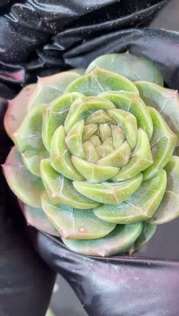 闪购2039 青冰城多肉一颗   