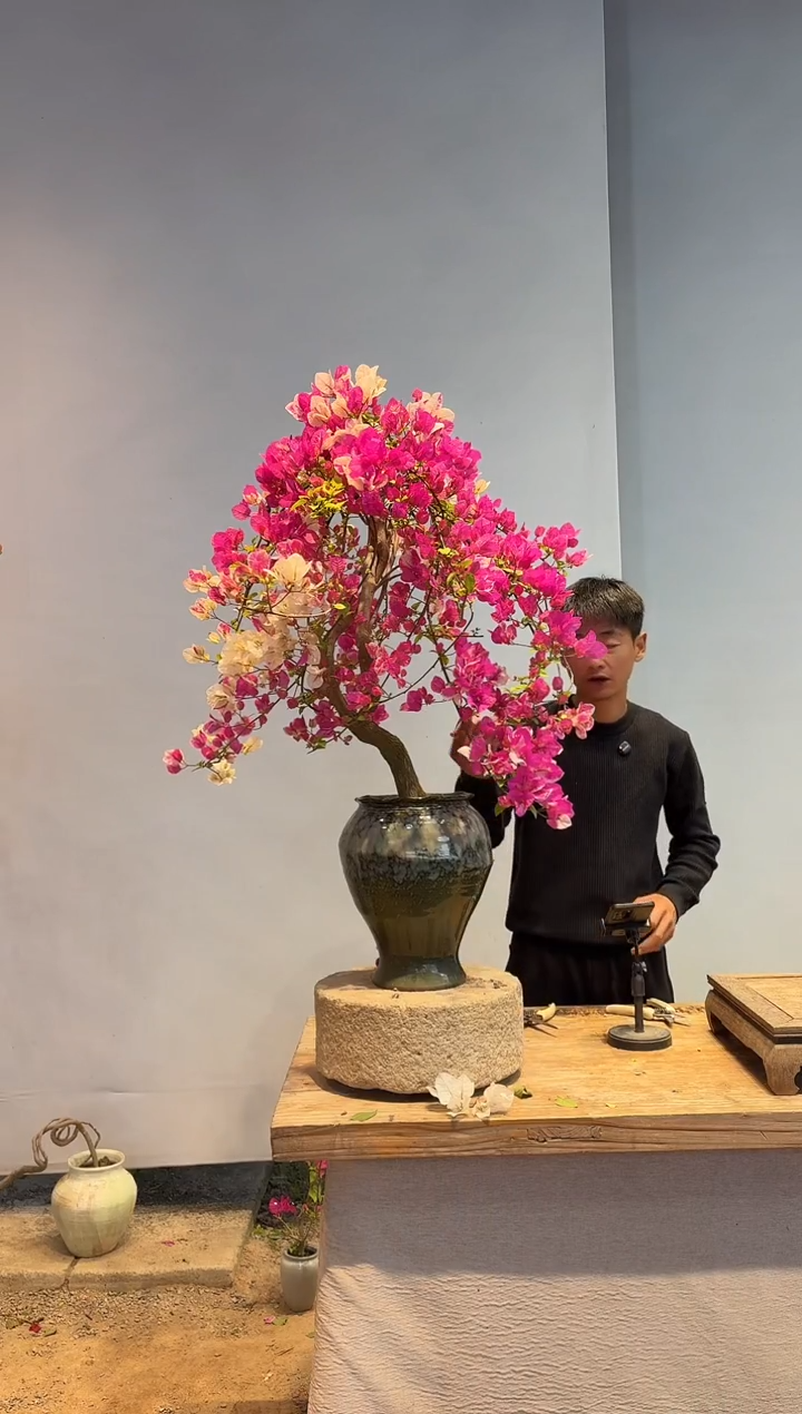以实际为准三角梅43