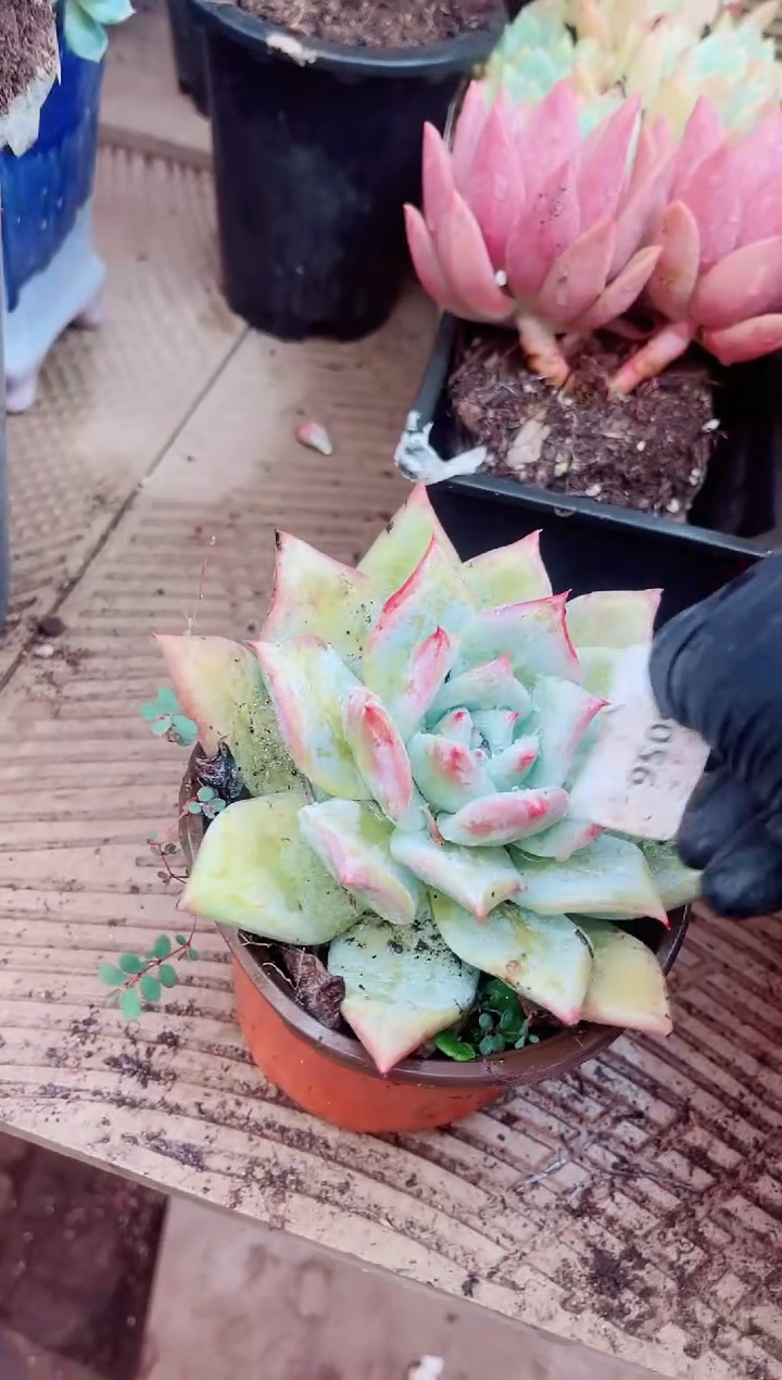 尚*06056多肉植物一物一拍