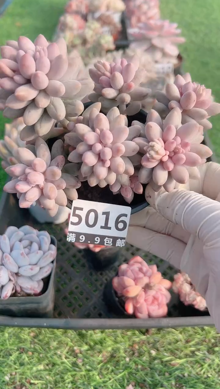 【闪购商品】信福多肉一物一拍