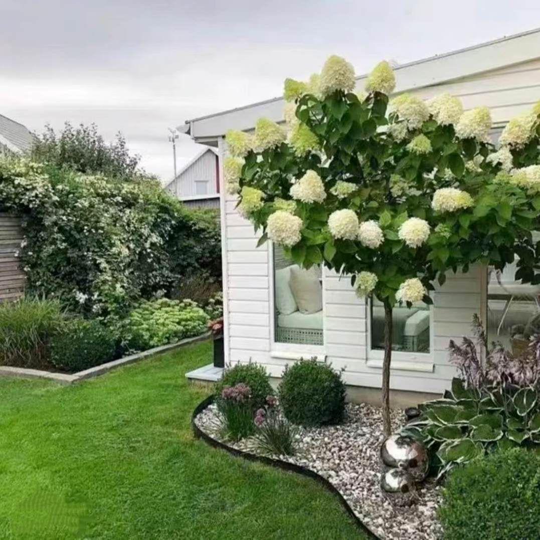 中华木绣球大花斗球 别墅庭院南北方种植高杆棒棒糖