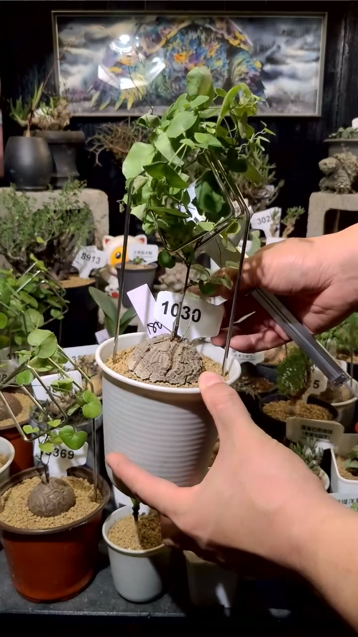 1030号1129甄选单颗南非龟甲龙