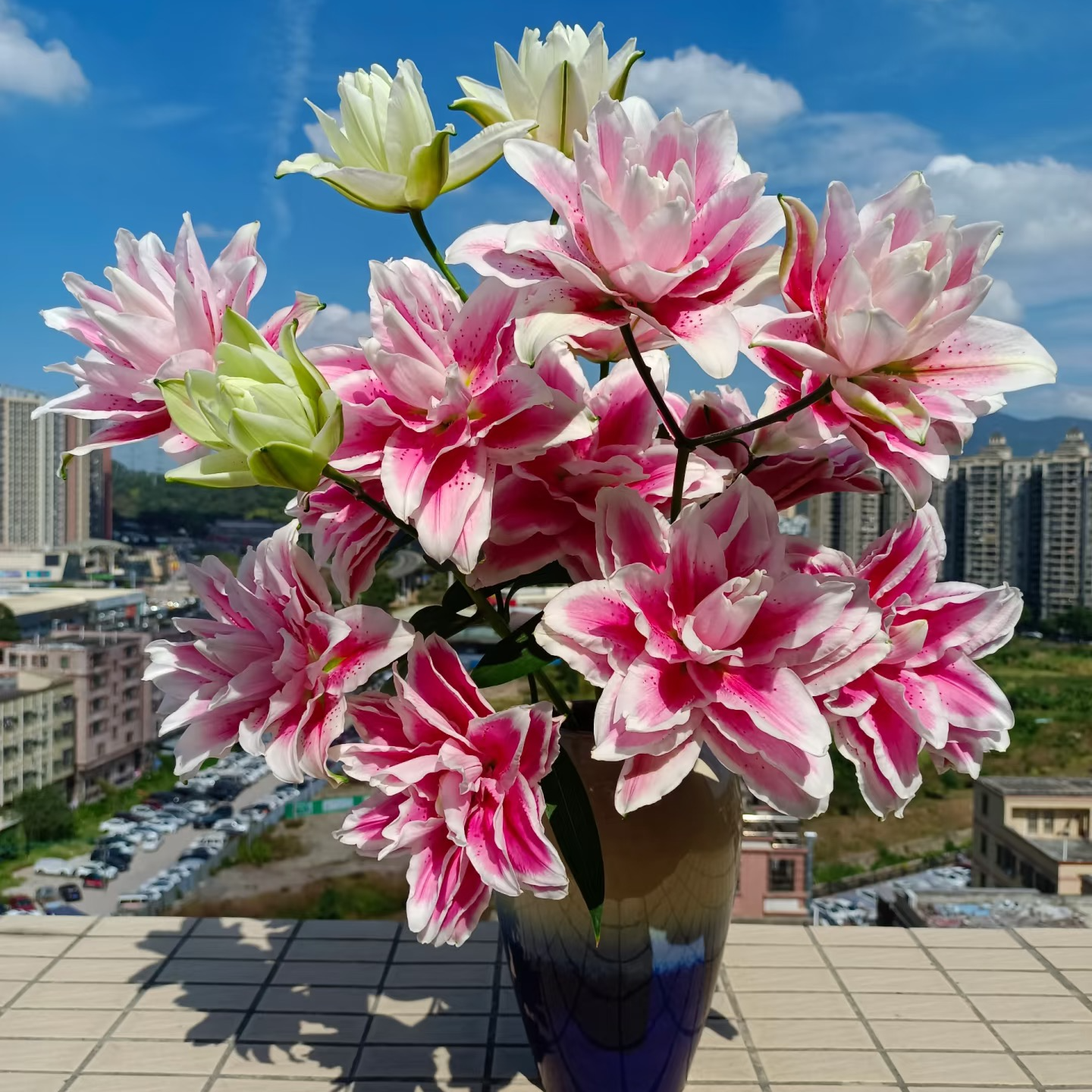 【A级火星之恋粉红重瓣百合】顺丰包邮福建次日达厦门同城鲜花批发