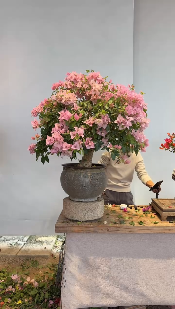 以实际为准三角梅49