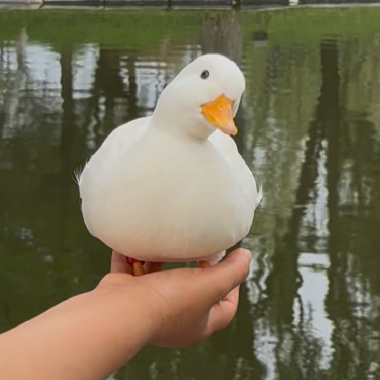 纯种柯尔鸭活体网红宠物鸭子长不大宠物鸭顺丰包邮