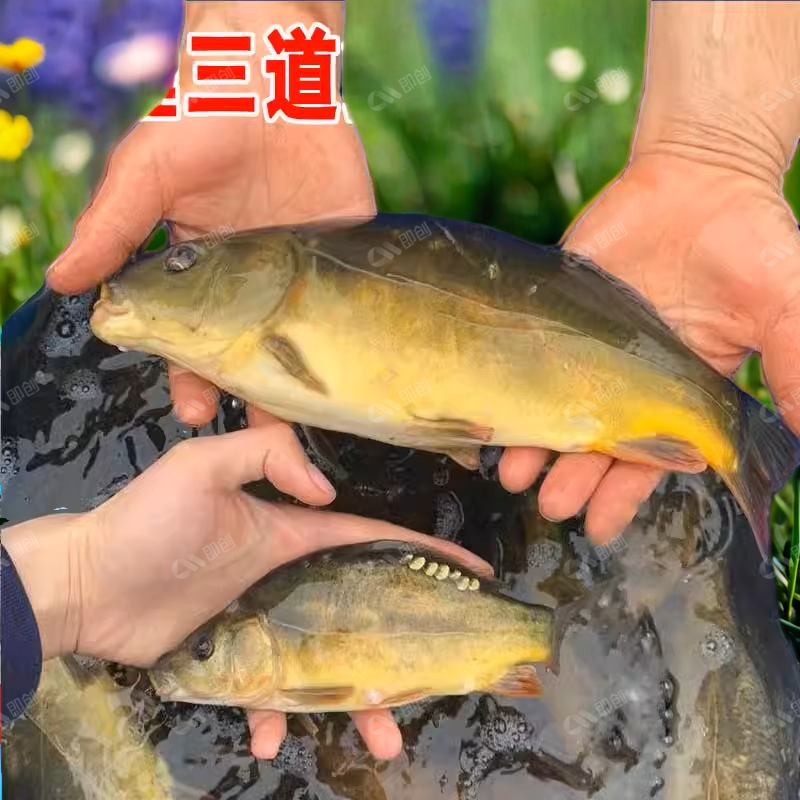 裸鲤无磷养殖食用镜鲤大型鳞德国无甲斑鱼三道淡水鱼苗裸鲤裸鲤鱼
