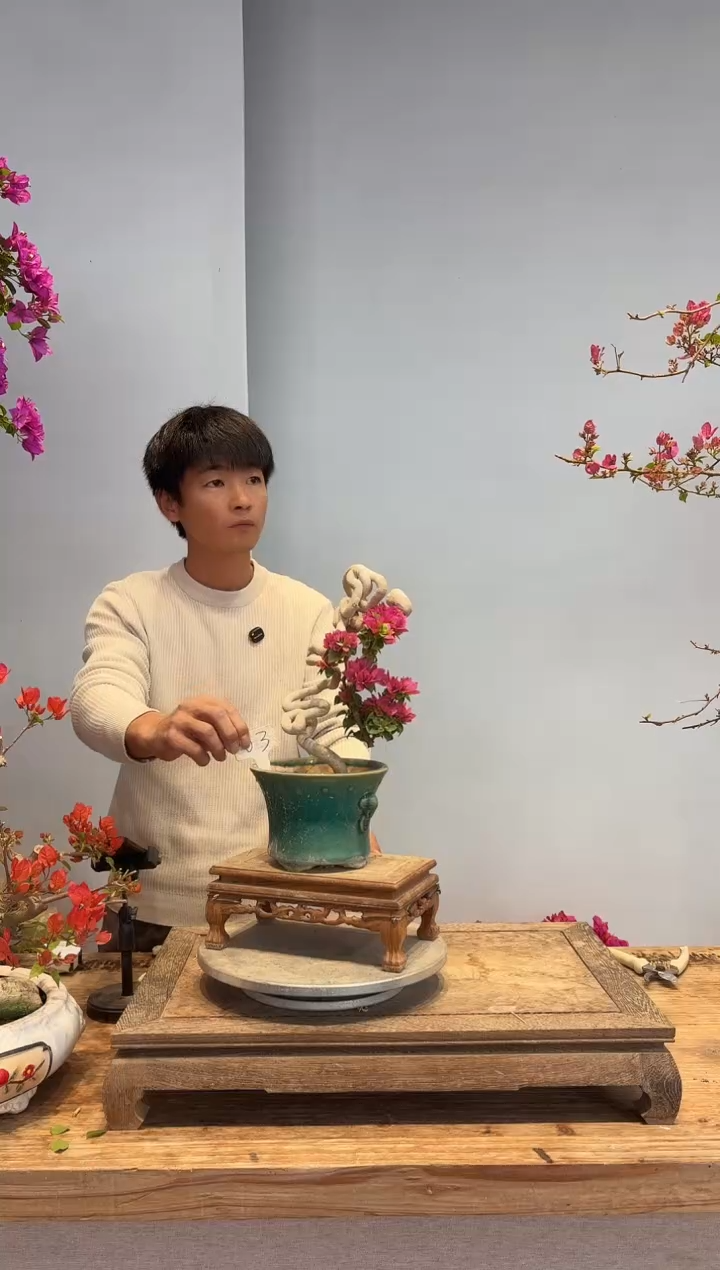 以实际为准南**风三角梅3