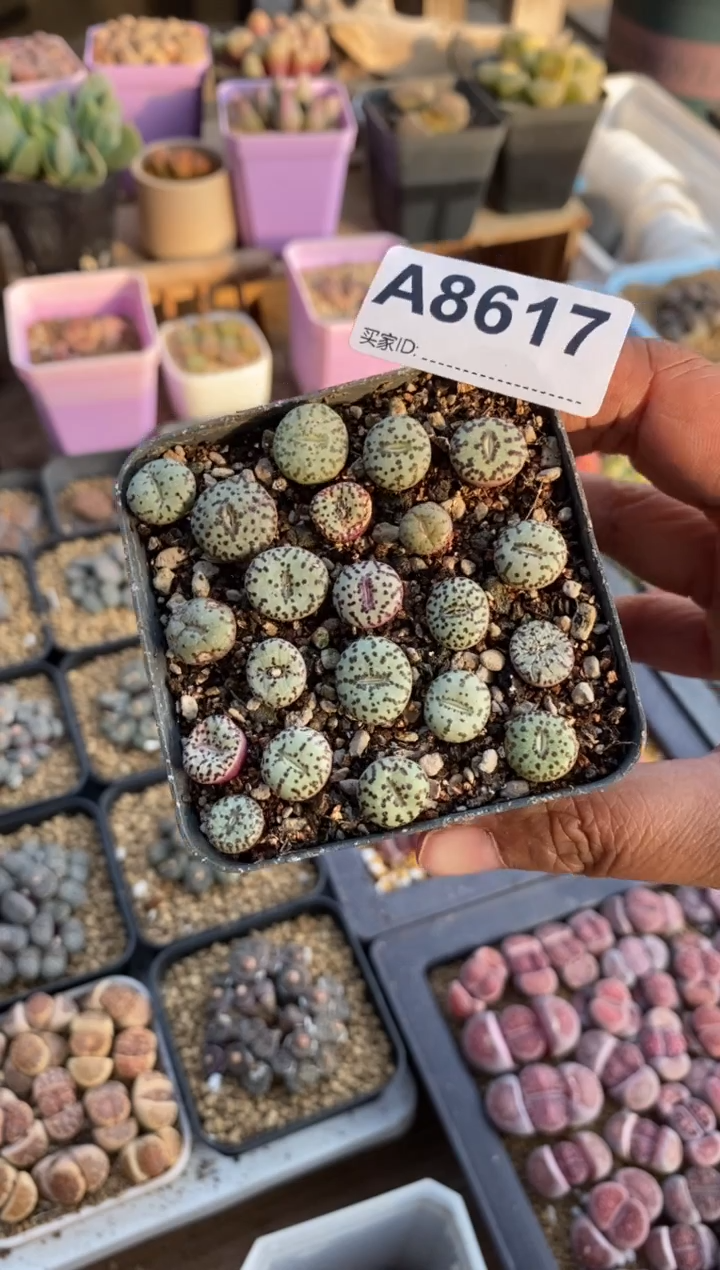 【闪购商品】8617直播一物一拍