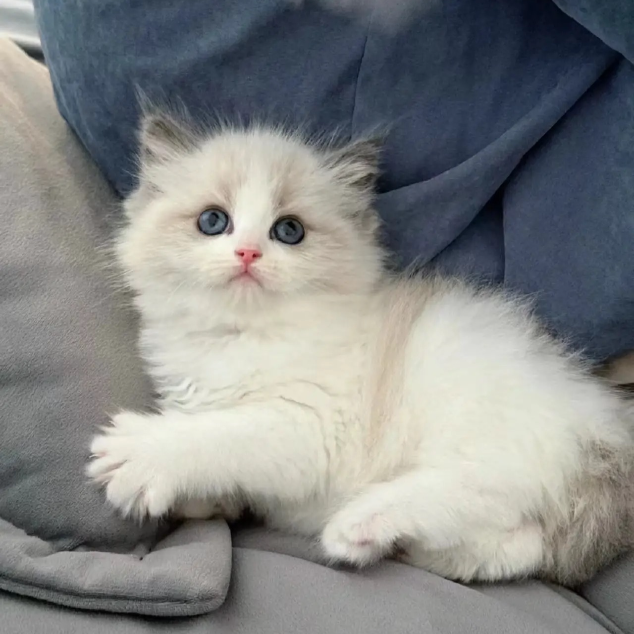 然然[品多]布偶金渐层蓝金缅因