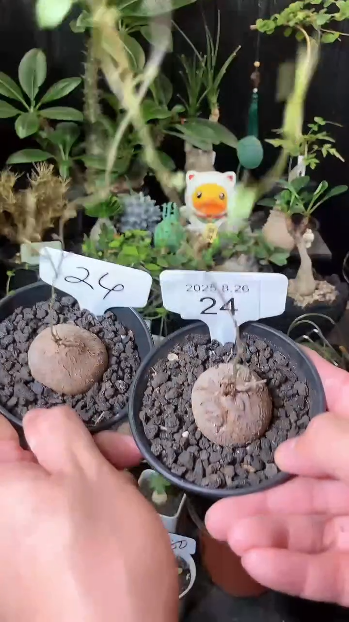 24号826福利南非龟甲龙买1个送1个