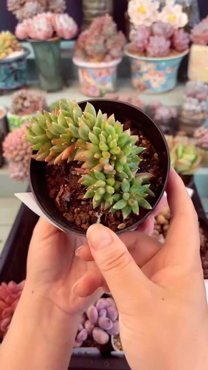 589炫彩星缀化多肉