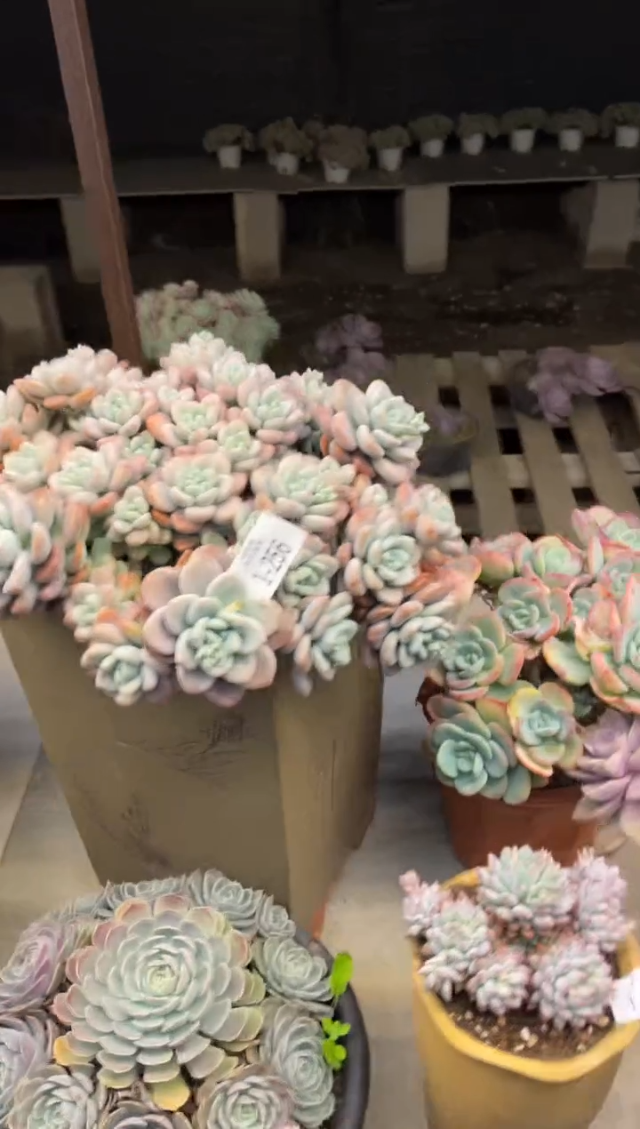 【闪购商品】1-256洛神