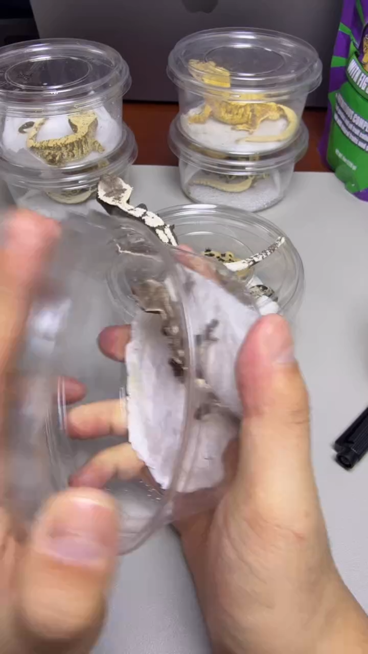 睫角守宫捷角守宫却黄