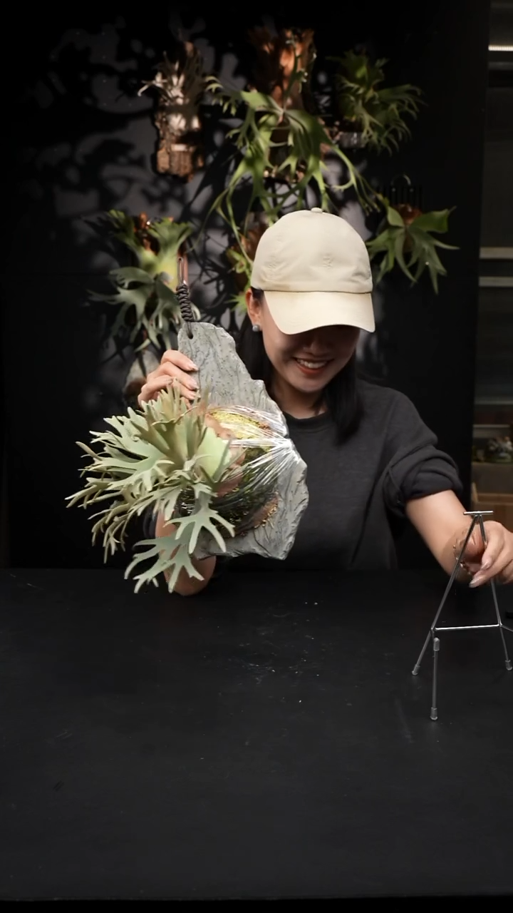 不开花植物LC1217-06 NANO