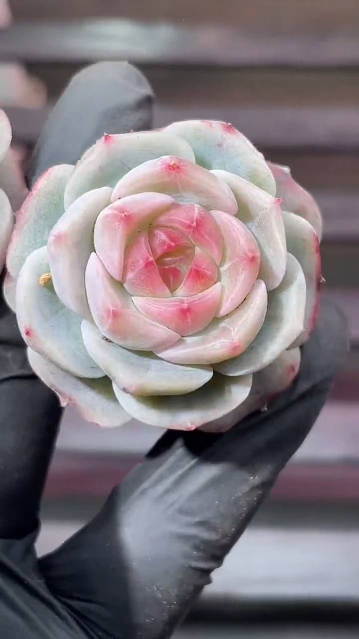 35-54 刺客玫瑰2-3厘米量拍发一颗