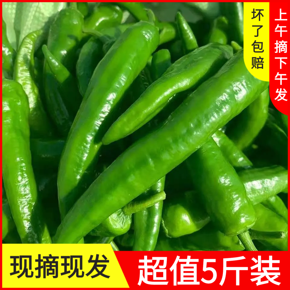【5斤】农家自种薄皮青椒牛角椒现摘现发新鲜腌制自种蔬菜批发