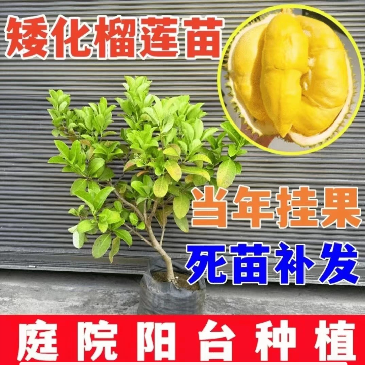 当年榴莲盆栽正宗泰国金枕头猫山王耐寒四季庭院南北方种植A