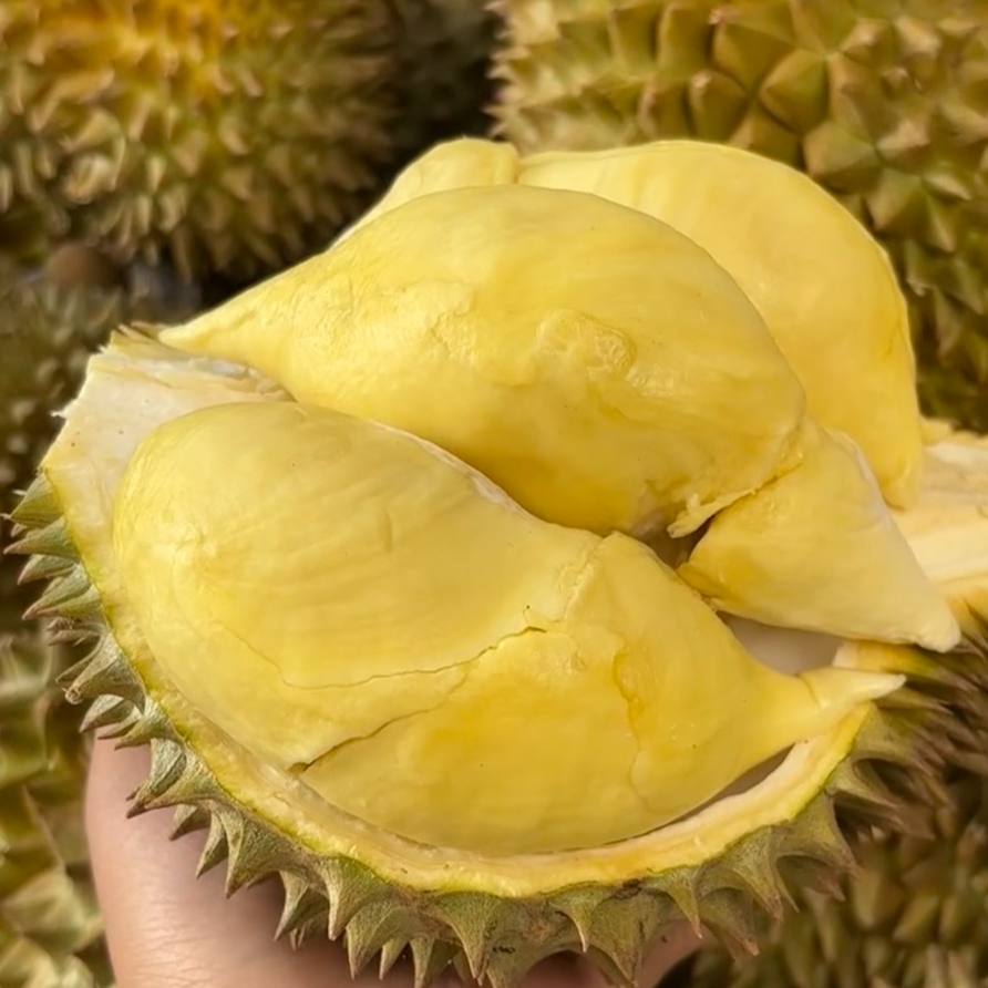 A【老店周年庆】新鲜泰国榴莲  核小果肉金黄软糯（现场现开  足斤足两）金枕泰国
