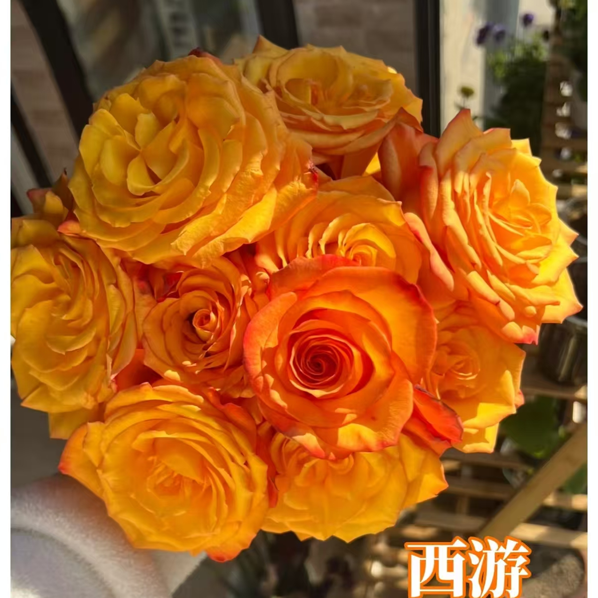 【卓昂玫瑰园】七加新品玫瑰四季开花庭院阳台切花高杯月季
