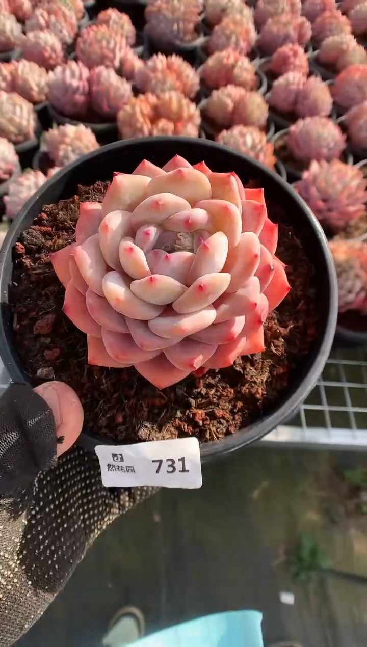 731梦露一物一拍