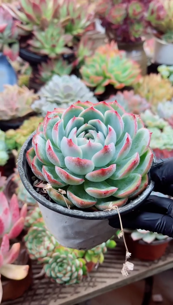 丫*21001多肉植物一物一拍