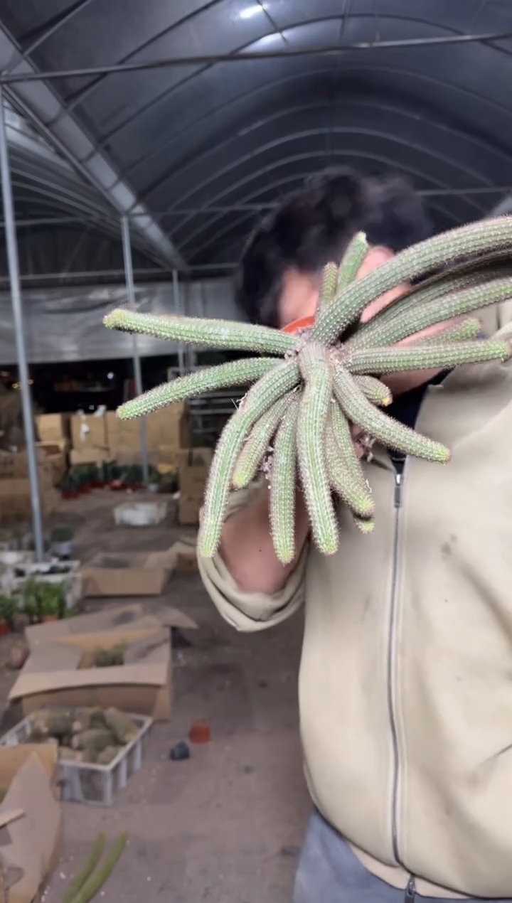 大号 多头 垂钓金妞【带根】