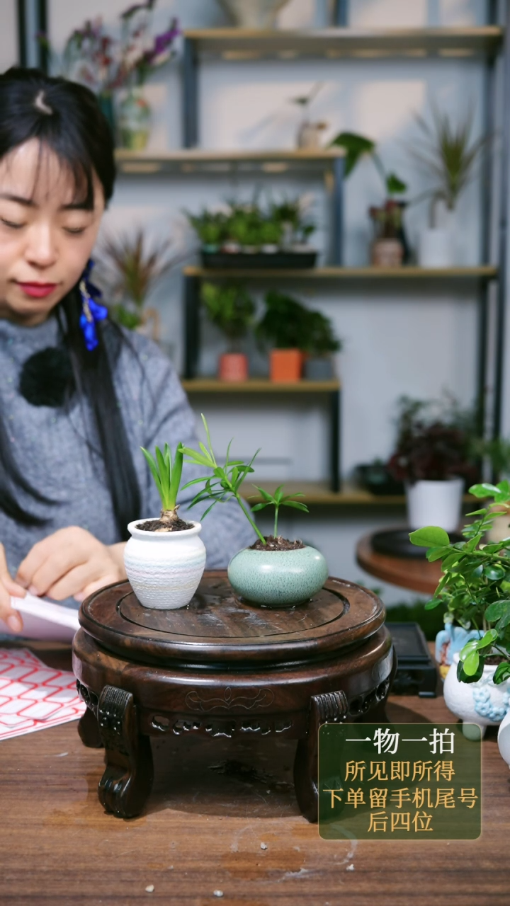 【闪购商品】118--8867风信子彩虹罗汉松