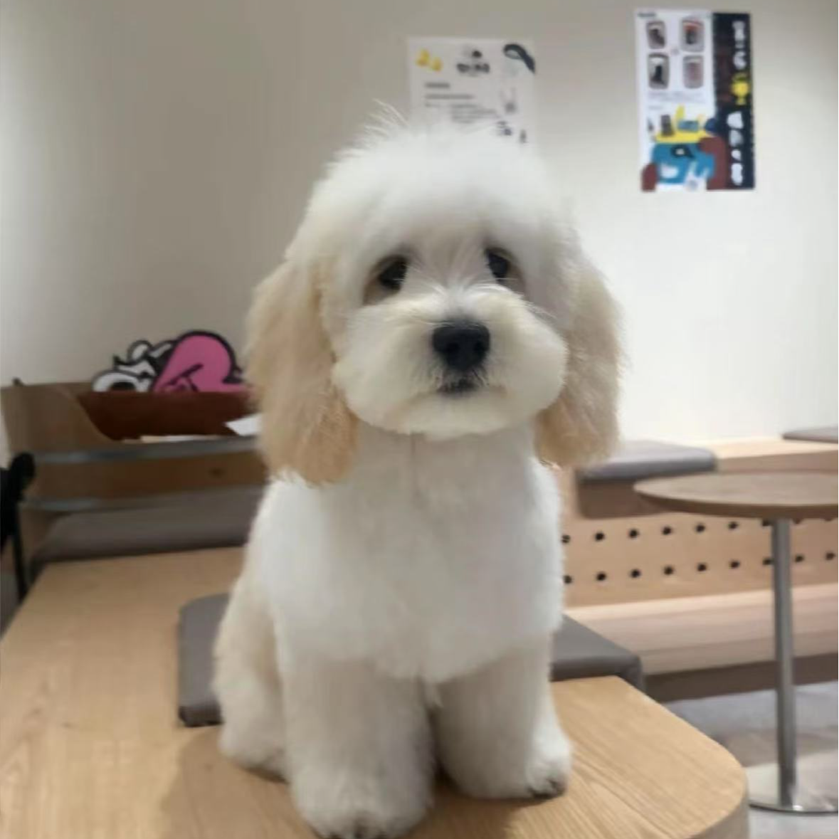 可卡布呆萌聪明迪士尼小狗幼犬活体宠物