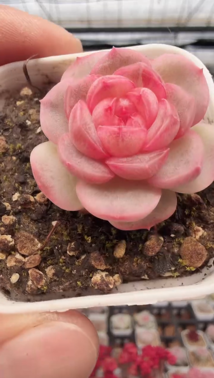 东云多肉园新款-112