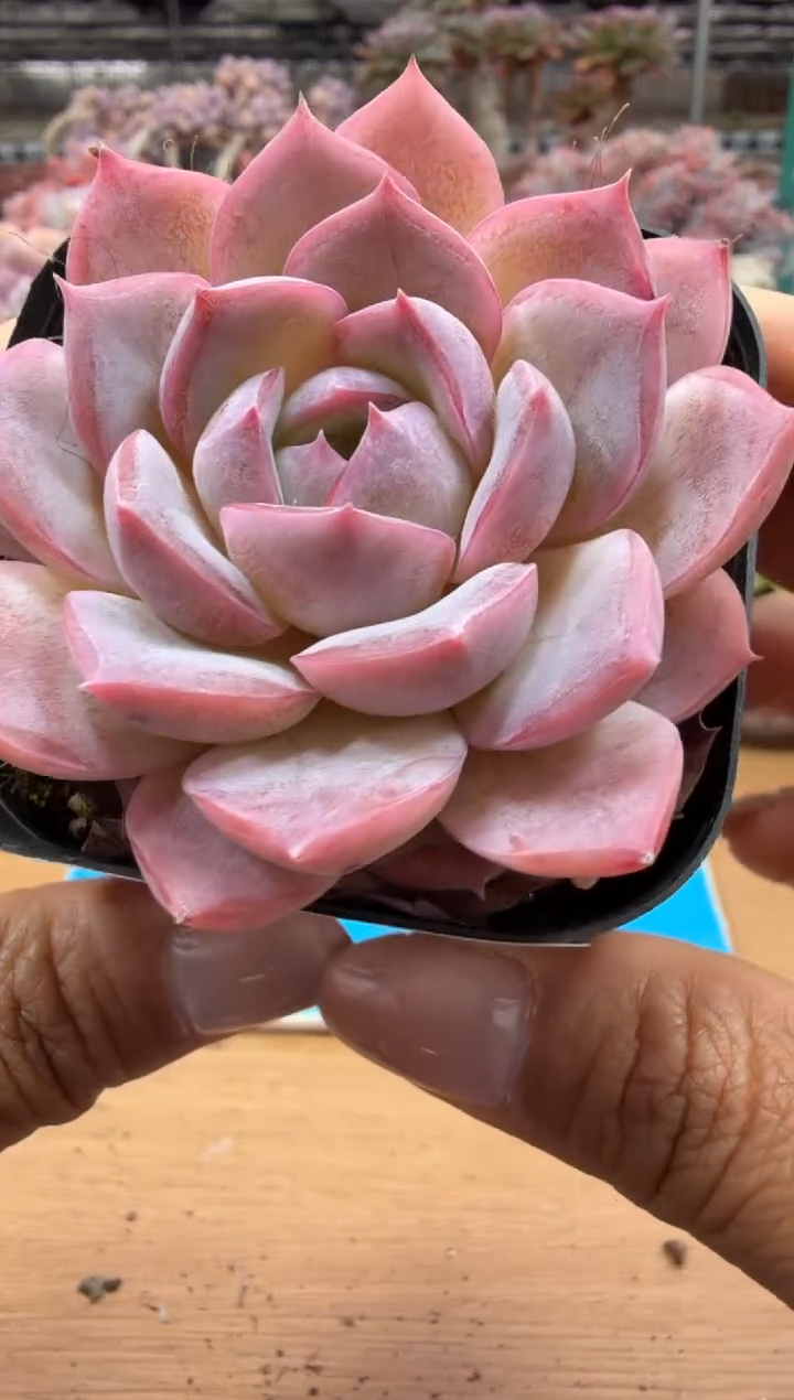 东云多肉园二店-117