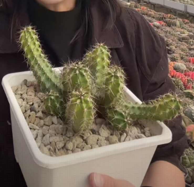 二妹园艺【 1盆  群生虾   实生根 】带盆土随机发货