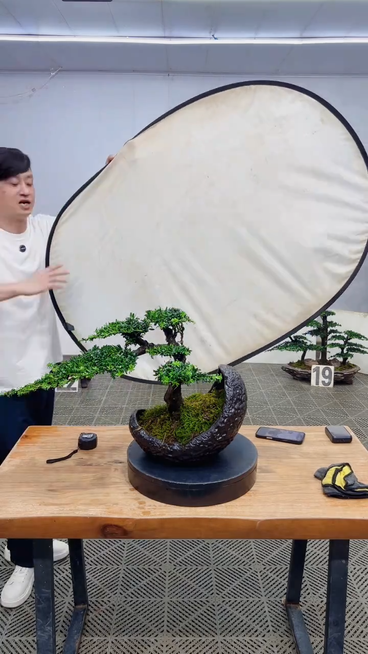 无花朵艾**兴造型盆景一物一拍