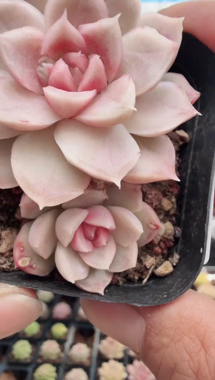 东云多肉园新款-73