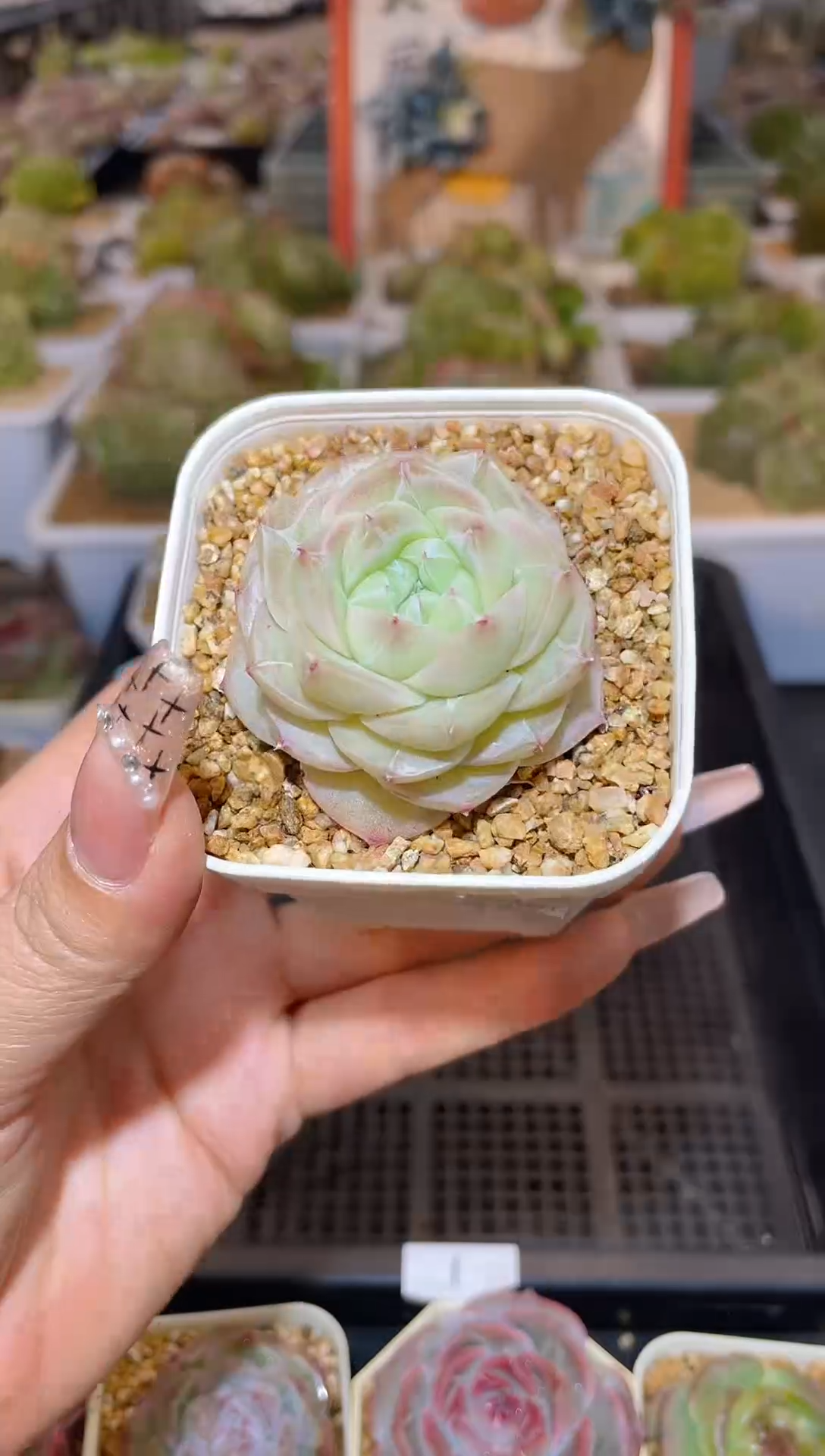 【闪购商品】323皇家之心